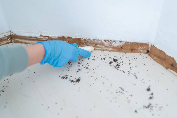 Professional Pest Control in Girard, OH